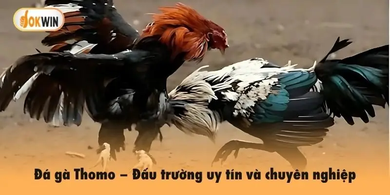 Đá gà Thomo – Đấu trường uy tín và chuyên nghiệp