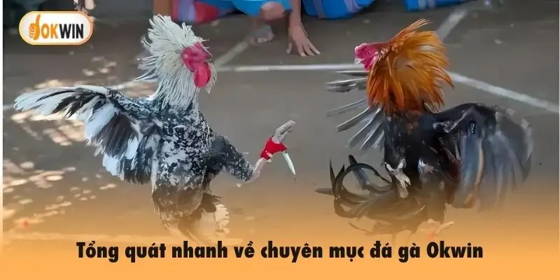 Tổng quát nhanh về chuyên mục đá gà Okwin