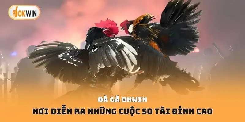 đá gà Okwin